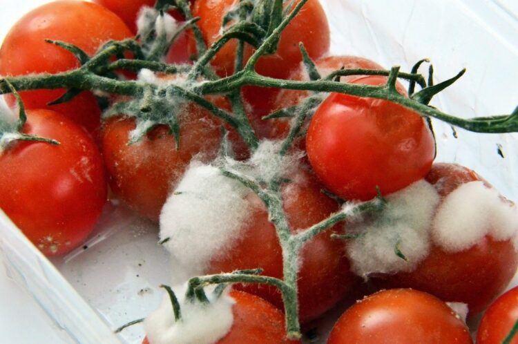 sprechi alimentari pomodori ammuffiti